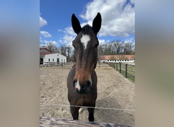 Oldenburger Springpferd, Stute, 13 Jahre, 173 cm