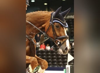 Oldenburger Springpferd, Stute, 13 Jahre, 174 cm, Fuchs