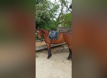 Oldenburger Springpferd, Stute, 14 Jahre, 158 cm, Brauner