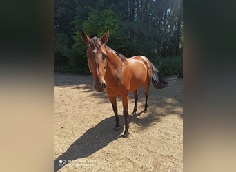 Oldenburger Springpferd, Stute, 14 Jahre, 158 cm, Brauner
