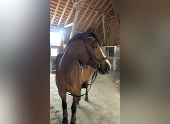 Oldenburger Springpferd, Stute, 14 Jahre, 160 cm, Brauner