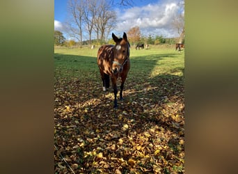 Oldenburger Springpferd, Stute, 14 Jahre, 163 cm, Brauner