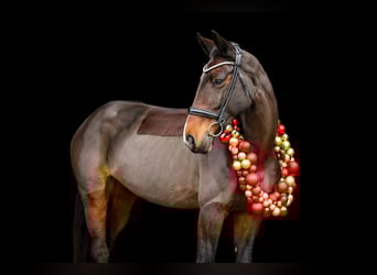 Oldenburger Springpferd, Stute, 14 Jahre, 163 cm, Brauner