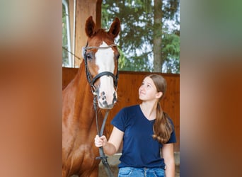 Oldenburger Springpferd, Stute, 14 Jahre, 165 cm, Fuchs