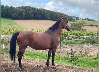 Oldenburger Springpferd, Stute, 14 Jahre, 167 cm, Brauner