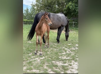Oldenburger Springpferd, Stute, 14 Jahre, 167 cm, Schwarzbrauner