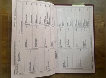 Oldenburger Springpferd, Stute, 14 Jahre, 167 cm, Schwarzbrauner