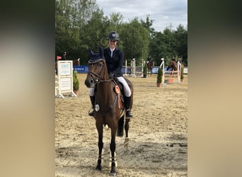 Oldenburger Springpferd, Stute, 14 Jahre, 168 cm, Brauner