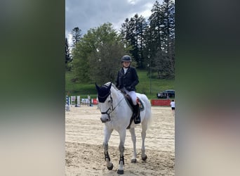 Oldenburger Springpferd, Stute, 14 Jahre, 170 cm, Schimmel