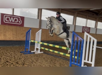 Oldenburger Springpferd, Stute, 14 Jahre, 170 cm, Schimmel