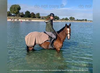 Oldenburger Springpferd, Stute, 14 Jahre, 171 cm, Brauner
