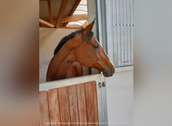 Oldenburger Springpferd, Stute, 14 Jahre, 171 cm, Brauner