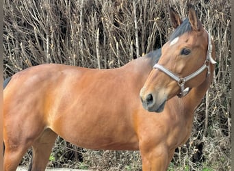 Oldenburger Springpferd, Stute, 14 Jahre, 175 cm, Brauner