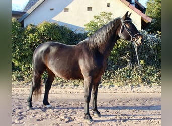 Oldenburger Springpferd, Stute, 15 Jahre, 164 cm, Dunkelbrauner