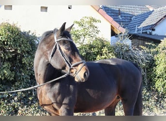 Oldenburger Springpferd, Stute, 15 Jahre, 164 cm, Dunkelbrauner