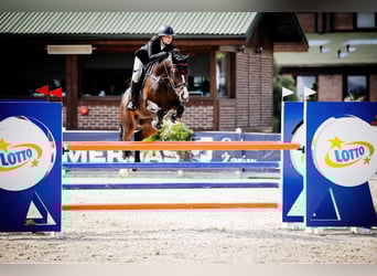 Oldenburger Springpferd, Stute, 15 Jahre, 165 cm, Dunkelbrauner