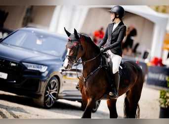 Oldenburger Springpferd, Stute, 15 Jahre, 165 cm, Dunkelbrauner