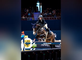 Oldenburger Springpferd, Stute, 15 Jahre, 165 cm, Dunkelbrauner