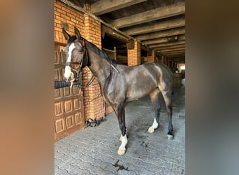 Oldenburger Springpferd, Stute, 15 Jahre, 165 cm, Dunkelbrauner