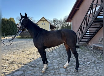 Oldenburger Springpferd, Stute, 15 Jahre, 165 cm, Dunkelbrauner