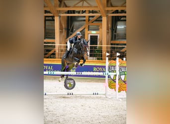 Oldenburger Springpferd, Stute, 15 Jahre, 165 cm, Dunkelbrauner