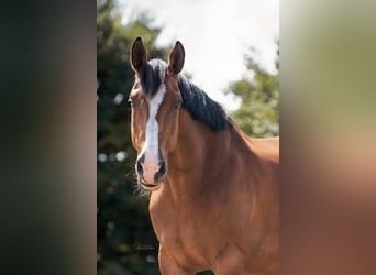 Oldenburger Springpferd, Stute, 15 Jahre, 166 cm, Brauner