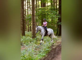 Oldenburger Springpferd, Stute, 15 Jahre, 166 cm, Schimmel