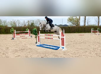 Oldenburger Springpferd, Stute, 15 Jahre, 166 cm, Schimmel