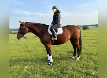 Oldenburger Springpferd, Stute, 15 Jahre, 167 cm, Dunkelbrauner