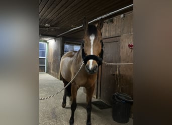 Oldenburger Springpferd, Stute, 15 Jahre, 168 cm