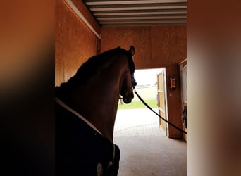 Oldenburger Springpferd, Stute, 15 Jahre, 172 cm, Brauner