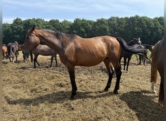 Oldenburger Springpferd, Stute, 15 Jahre, 172 cm, Dunkelbrauner
