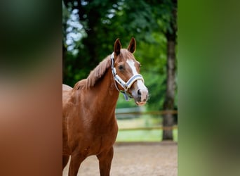 Oldenburger Springpferd, Stute, 16 Jahre, 163 cm, Fuchs