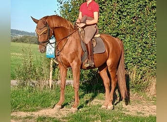 Oldenburger Springpferd, Stute, 16 Jahre, 166 cm, Fuchs