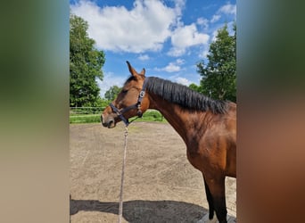 Oldenburger Springpferd, Stute, 16 Jahre, 169 cm, Brauner