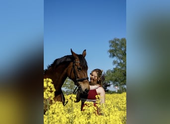 Oldenburger Springpferd, Stute, 16 Jahre, 170 cm, Brauner