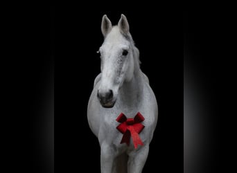 Oldenburger Springpferd, Stute, 16 Jahre, 170 cm, Fliegenschimmel