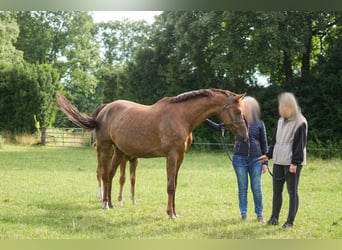 Oldenburger Springpferd, Stute, 16 Jahre, 171 cm, Dunkelfuchs