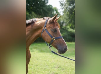Oldenburger Springpferd, Stute, 16 Jahre, 171 cm, Dunkelfuchs