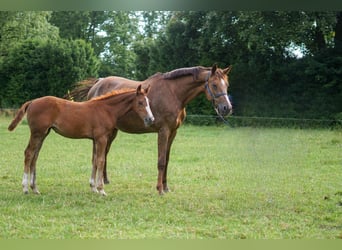 Oldenburger Springpferd, Stute, 16 Jahre, 171 cm, Dunkelfuchs