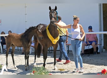 Oldenburger Springpferd, Stute, 17 Jahre, 165 cm, Dunkelbrauner