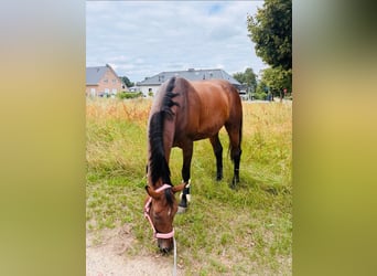 Oldenburger Springpferd, Stute, 17 Jahre, 168 cm, Brauner