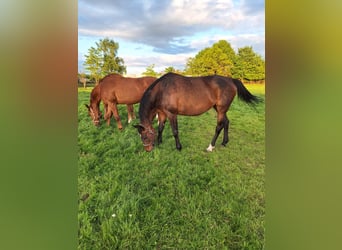 Oldenburger Springpferd, Stute, 17 Jahre, 168 cm, Dunkelbrauner