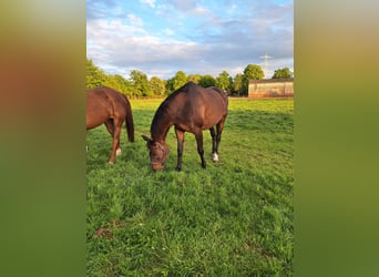 Oldenburger Springpferd, Stute, 17 Jahre, 168 cm, Dunkelbrauner