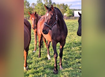 Oldenburger Springpferd, Stute, 17 Jahre, 168 cm, Dunkelbrauner