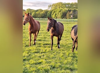Oldenburger Springpferd, Stute, 17 Jahre, 168 cm, Dunkelbrauner