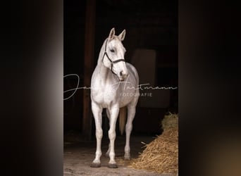 Oldenburger Springpferd, Stute, 17 Jahre, 173 cm, Fliegenschimmel