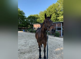 Oldenburger Springpferd, Stute, 17 Jahre, Brauner