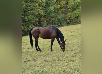 Oldenburger Springpferd, Stute, 18 Jahre, 166 cm, Brauner