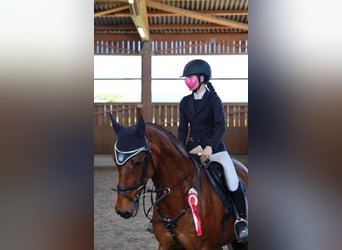 Oldenburger Springpferd, Stute, 18 Jahre, 167 cm, Brauner